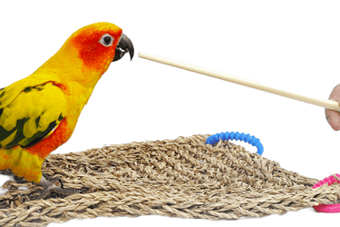 bird training - bird target training