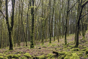 A 'new' old growth forest - project partner