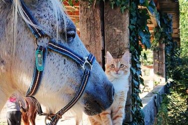 cheval et chat
