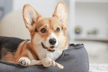 Happy pet in a clean home