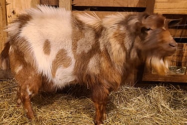 fainting goat breeding