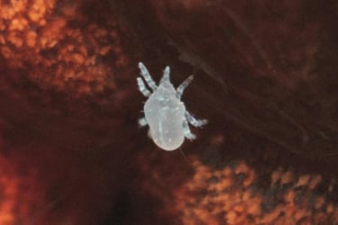 White spider mite