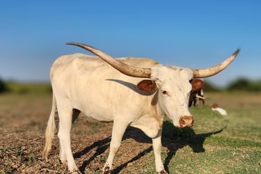 Miniature longhorn cow 