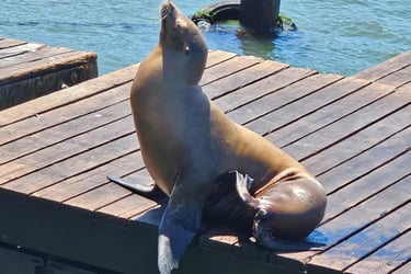 Pier 39, San Francisco--The sea lions are a must-see. To them, all the world is a stage on rafts.