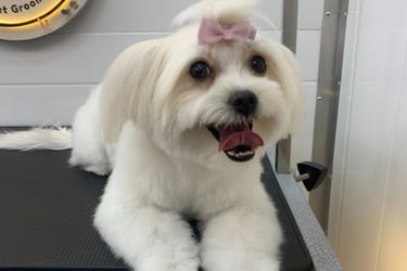 dog grooming Qatar