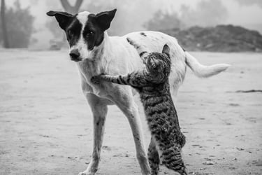 Cachorro e gato brincando, representando o Projeto Os Pets de Deus.