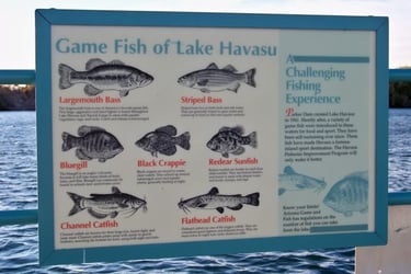 lake havasu city fishing