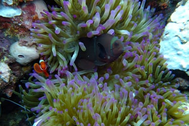 creatures of Bunaken Island Marine Park, North Sulawesi, Indonesia
