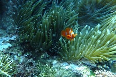 creatures of Bunaken Island Marine Park, North Sulawesi, Indonesia