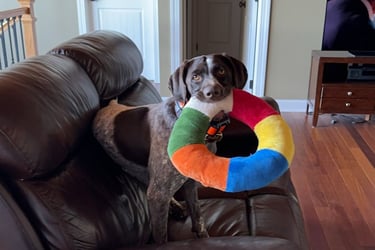 a dog sitting on a couch with a colorful pillow