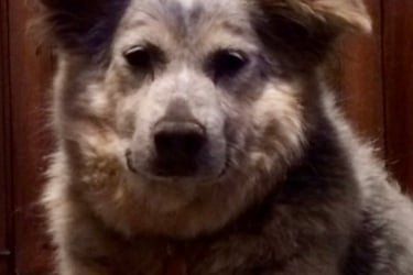 Bailey thriving and confident in her forever home.