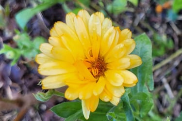 calendulas soucis oranges