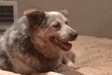 Bailey learning how to relax on her behavior modification journey 