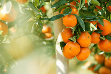Freshly Squeezed Unpasteurized Juice