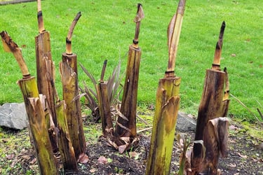 banana palm cut before total freeze, still trying to grow