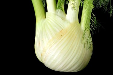 a fennel fennel fennel fennel fennel fennel fennel fen