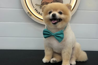 a dog wearing a bow tie after groomed by Fluffy Tails