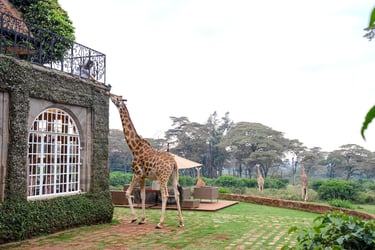 Giraffe Manor Kenya giraffe feeding