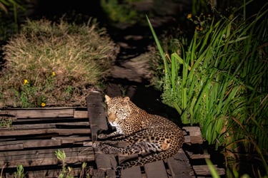Solio Lodge Kenya leopard