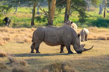 Solio Lodge Kenya rhinos