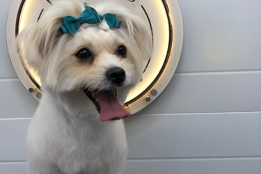 Puppy Grooming happy client