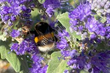 Bourdon qui butine les fleurs d'un Caryopteris