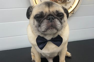 a pug dog wearing a bow tie at fluffy tails