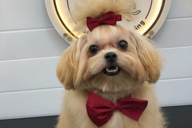 smoothly groomed dog wearing a bow tie and a red bow tie
