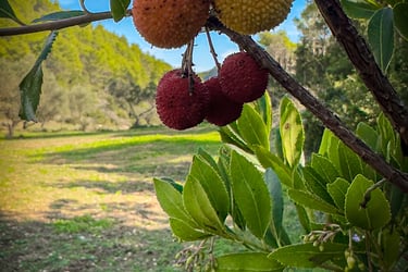 Hiking Zante - Wild Strawberries seem to grow everywhere in Zante
