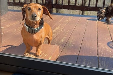 a dog is standing in front of a door