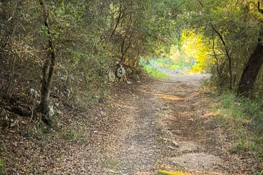 Hiking Zante - Start of the trail in the woods