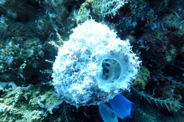 creatures of Bunaken Island Marine Park, North Sulawesi, Indonesia