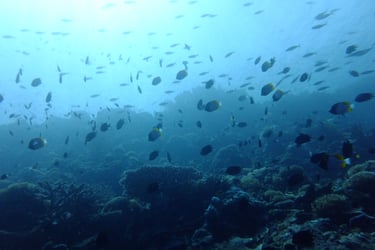 creatures of Bunaken Island Marine Park, North Sulawesi, Indonesia