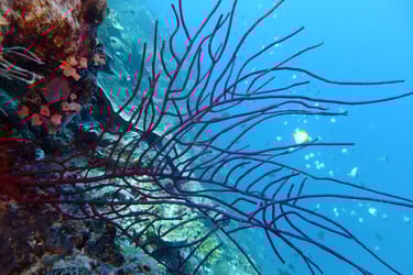creatures of Bunaken Island Marine Park, North Sulawesi, Indonesia
