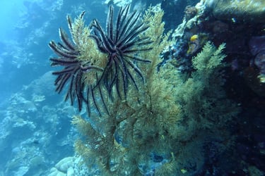 creatures of Bunaken Island Marine Park, North Sulawesi, Indonesia
