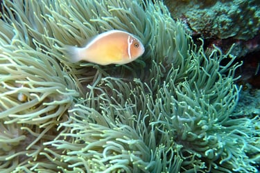 creatures of Bunaken Island Marine Park, North Sulawesi, Indonesia