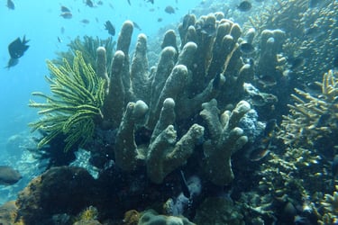 creatures of Bunaken Island Marine Park, North Sulawesi, Indonesia