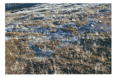 Image from the permafrost ground in Abisko