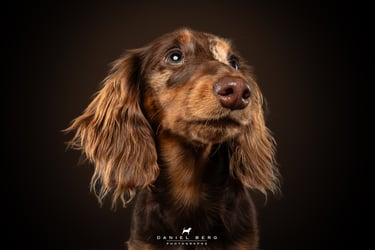 portrait de chien mini teckel attendrissant adorable friandog's treats