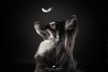 chien pomsky attrapant des friandise au vol friandog's treats regrde une plume