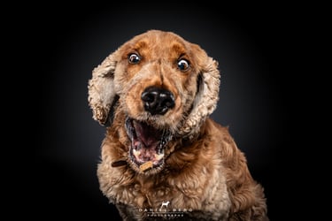 chien cocker attrapant des friandise au vol friandog's treats