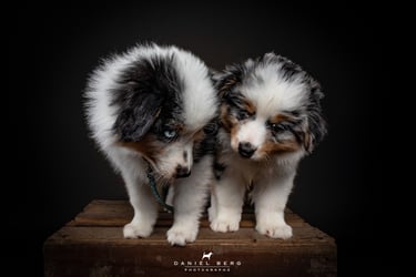 portrait adorable et attendrissant chiots berger americain friandog's treats
