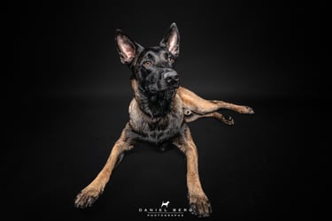 portrait de chien berger malinois attendrissant adorable friandog's treats