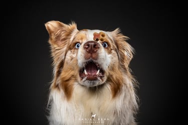 chien berger australien attrapant des friandise au vol friandog's treats