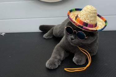a groomed cat wearing a hat and sunglasses