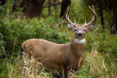 Image link of a deer linking to a blog post about deer hunting