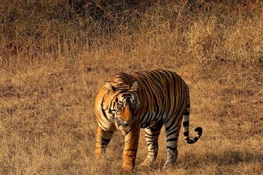 tiger sightseeing in jim corbett national park