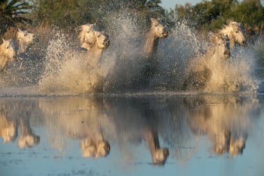 A herd of white Camargue horses galloping through shallow water with dramatic splashing and reflections.