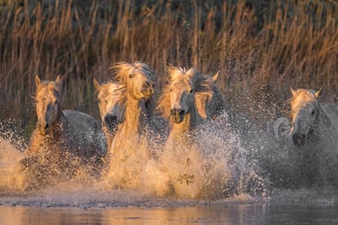 A herd of Camargue white horses running and splashing through marsh water at sunset.