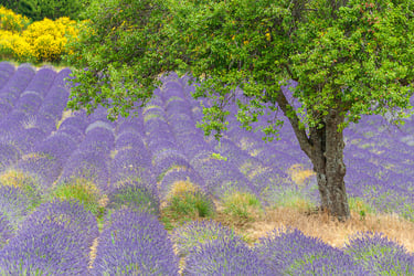 A lush green tree standing in a blooming purple lavender field in Provence, France.